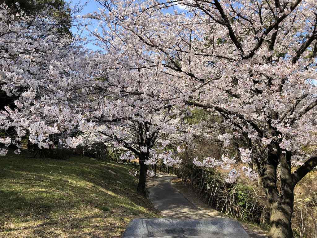 桜が満開に近いとても素敵な場所を見つけました ケーズ メディカル マスターズ グループ